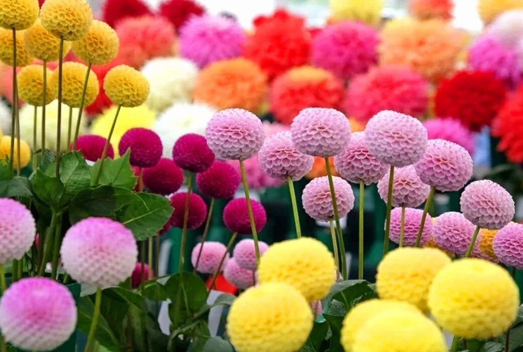 Snowball Mums Seeds Chrysanthemum Aster Pompon Ping-Pong Ball-Shaped Blooms heirloom non-GMO seeds