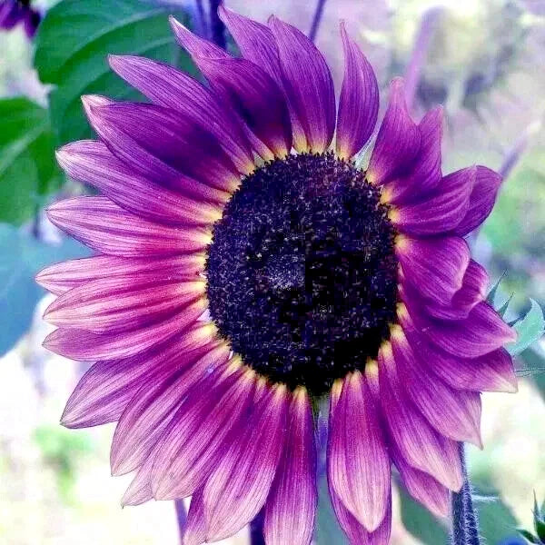 Purple Sunflower Seeds - Field Violet Glow – Heirloom, Non-GMO, High Germination Organic Garden Seeds