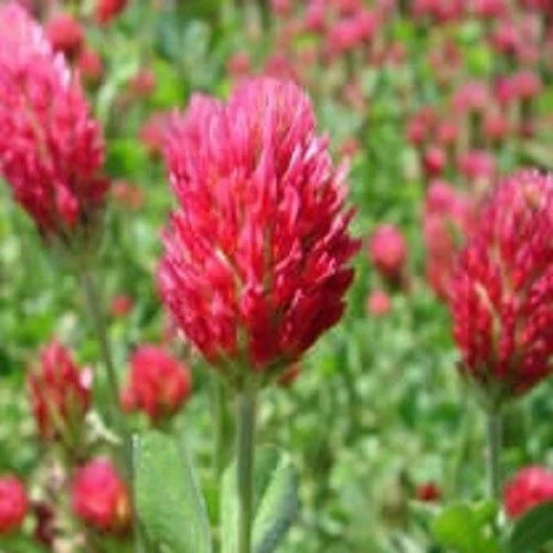 CRIMSON CLOVER SEED For Deer Food Plot Pastures Hay Silage Bees Reseeding Clover Seeds – Heirloom, Non-GMO, High Germination Organic Garden Seeds