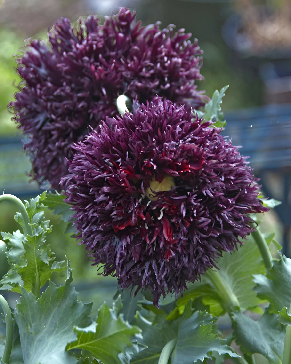 Double Black Peony Poppy Seeds - P Somniferum - Almost Black Blooms Papaver sp. heirloom non-gmo seeds