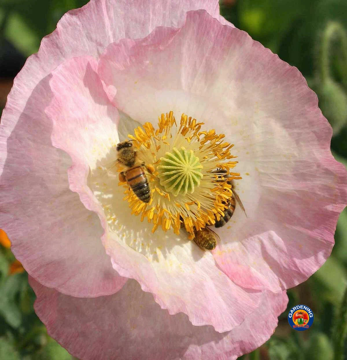 Papaver Corn Poppy Flower Seeds rhoeas Single Mixed to SEEDS – Heirloom, Non-GMO, High Germination Organic Garden Seeds