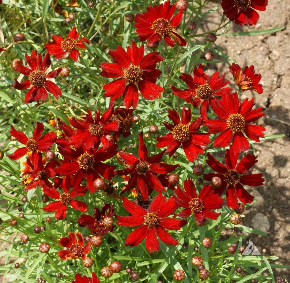 Coreopsis DWARF RED PLAINS - Butterfly Garden Fall Blooms Seeds heirloom non-gmo seeds