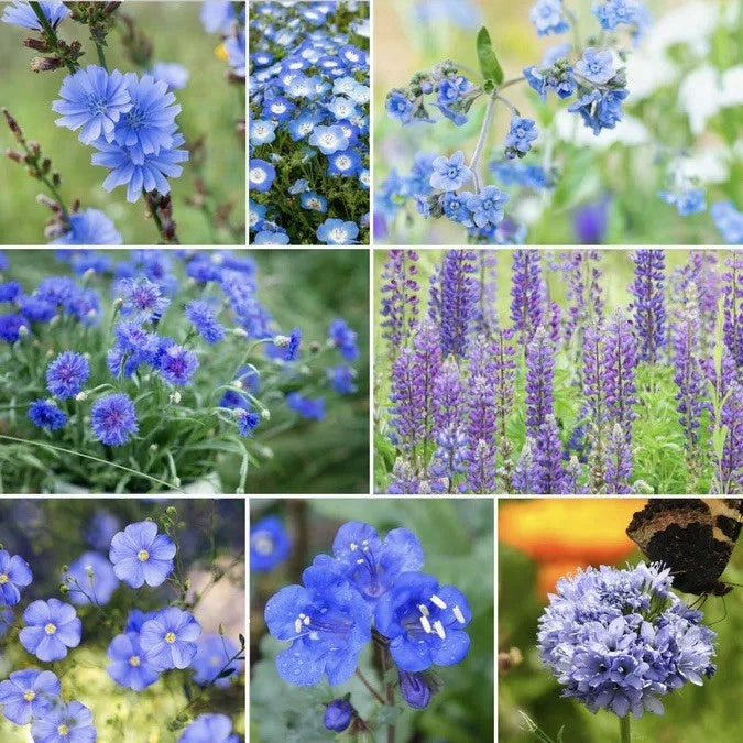 Singin The Blues Seeds - Exclusive Blue Wildflower Seed Mix Various Wildflower Species heirloom non-GMO seeds