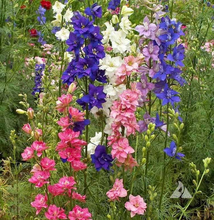 Rocket Larkspur Delphinium IMPERIAL MIX Tall Wild flowers Seeds heirloom non-gmo seeds