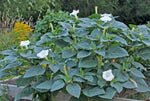 Moonflower - White Datura Seeds Harvested October heirloom non-gmo seeds