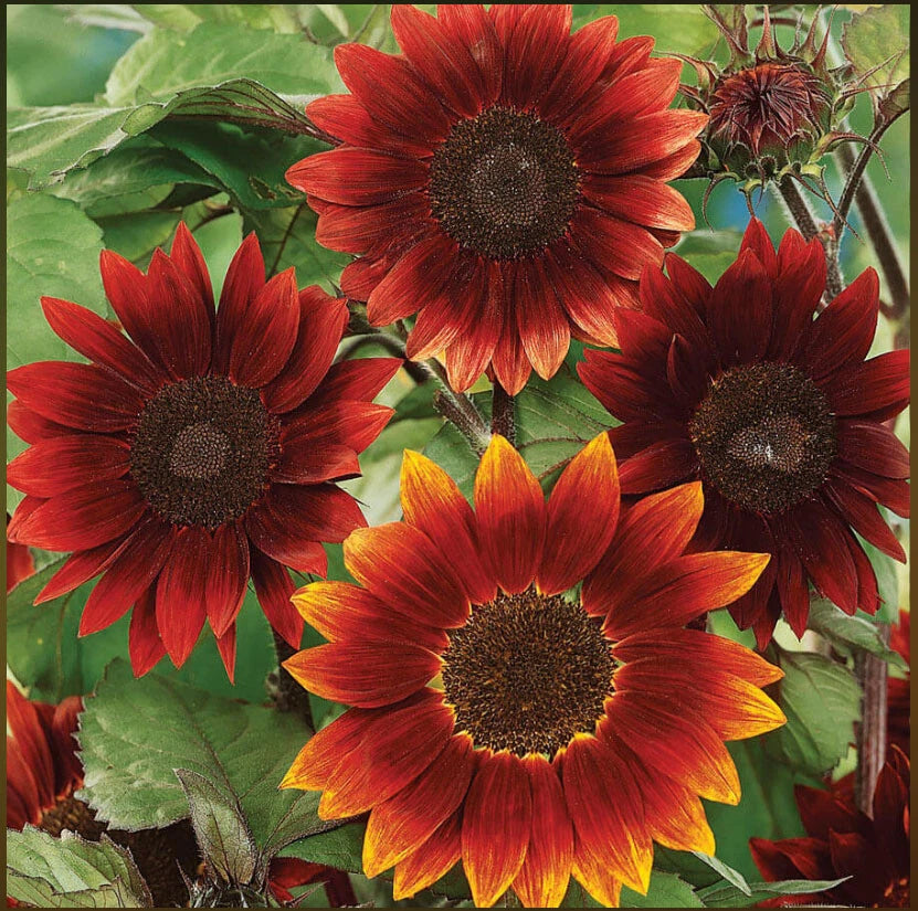 Sunflower ROUGE ROYALE Red Bees Butterflies Pollinators LOVE Seeds Helianthus annuus heirloom non-GMO seeds