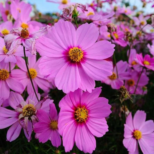 Cosmos RADIANCE Mother Nature s Seeds Pink Flowers Seeds heirloom non-gmo seeds