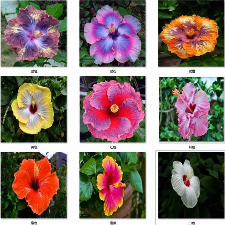 EXOTIC RARE HIBISCUS SEEDS for garden flower beds plant bush SELLER USPS heirloom non-GMO seeds