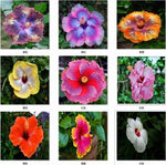 EXOTIC RARE HIBISCUS SEEDS for garden flower beds plant bush SELLER USPS heirloom non-GMO seeds