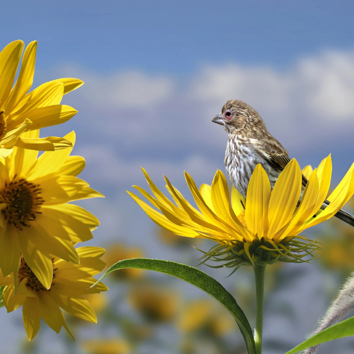 Compass Plant Seeds Silphium laciniatum Native Wildflower Genuine Various Wildflower Species heirloom non-gmo seeds