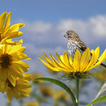 Compass Plant Seeds Silphium laciniatum Native Wildflower Genuine Various Wildflower Species heirloom non-gmo seeds