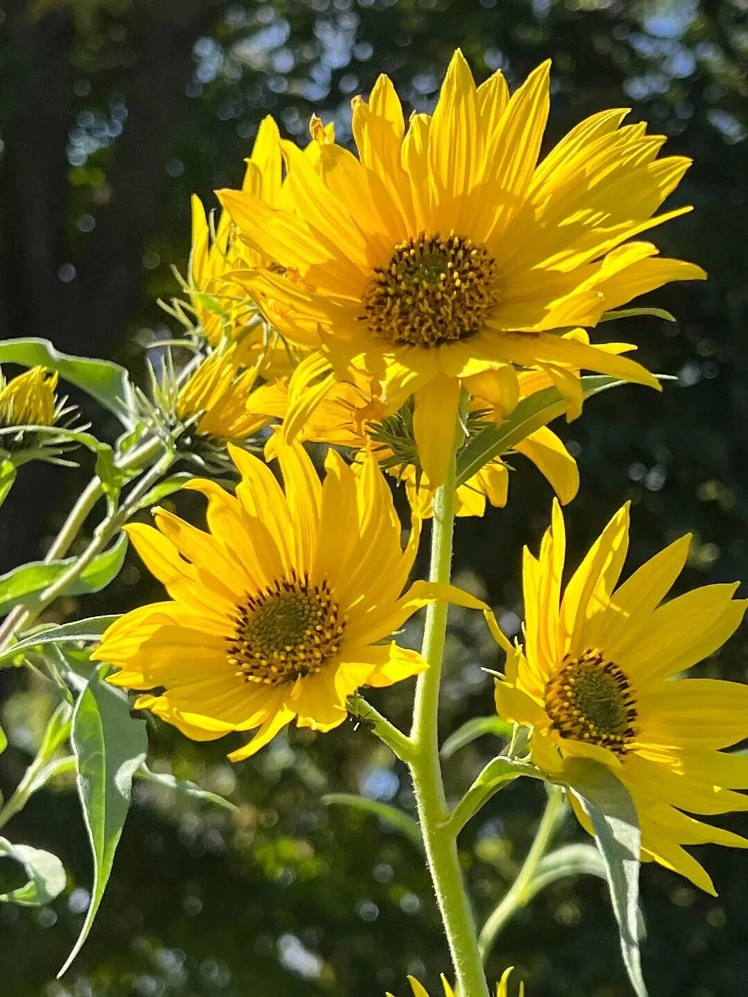 MAXIMILIAN Sunflower Seeds ----------------------- Perennial ---- TALL – Heirloom, Non-GMO, High Germination Organic Garden Seeds