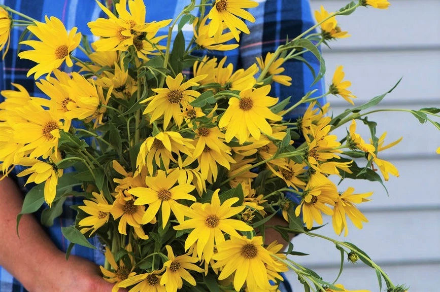 Maximilian Sunflower Seeds Prairie Sun Flower Perennial Wildflower Seed – Heirloom, Non-GMO, High Germination Organic Garden Seeds