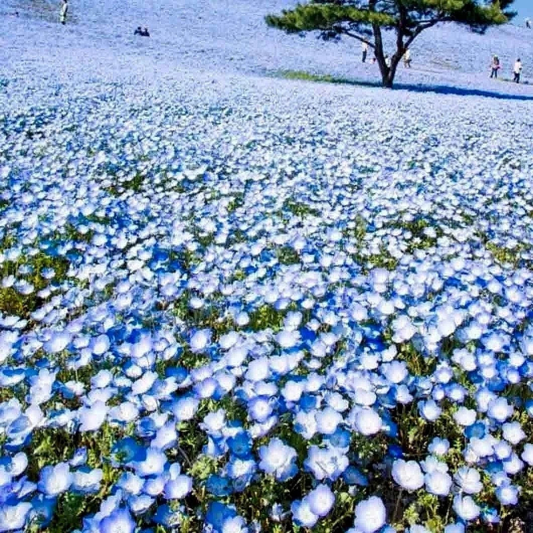 BABY BLUE EYES SEEDS GROUNDCOVER WILDFLOWER DROUGHT TOLERANT heirloom non-GMO seeds