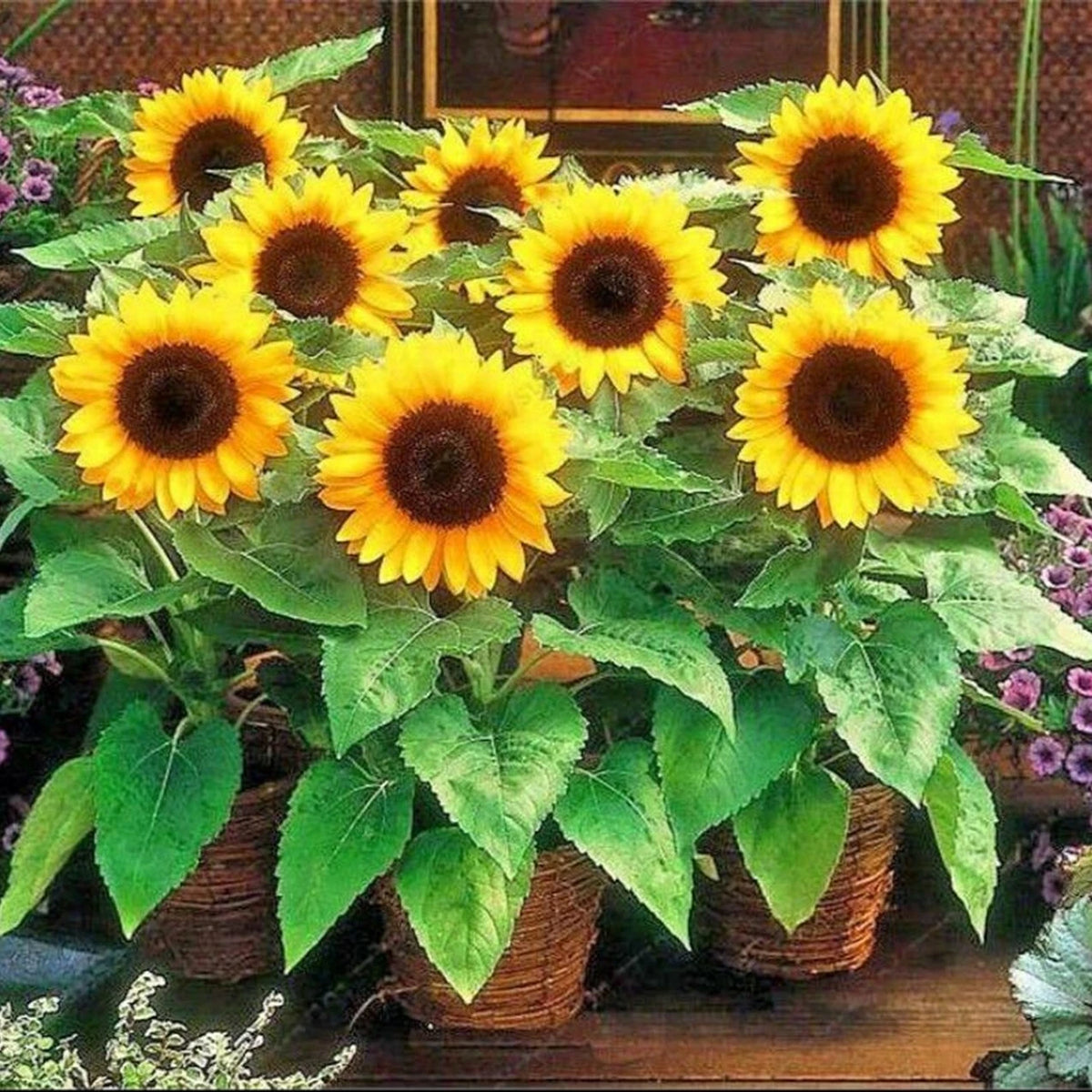 Sunspot Dwarf Sunflower Seed Seed CUTE STUBBY & FUN – Helianthus annuus ...