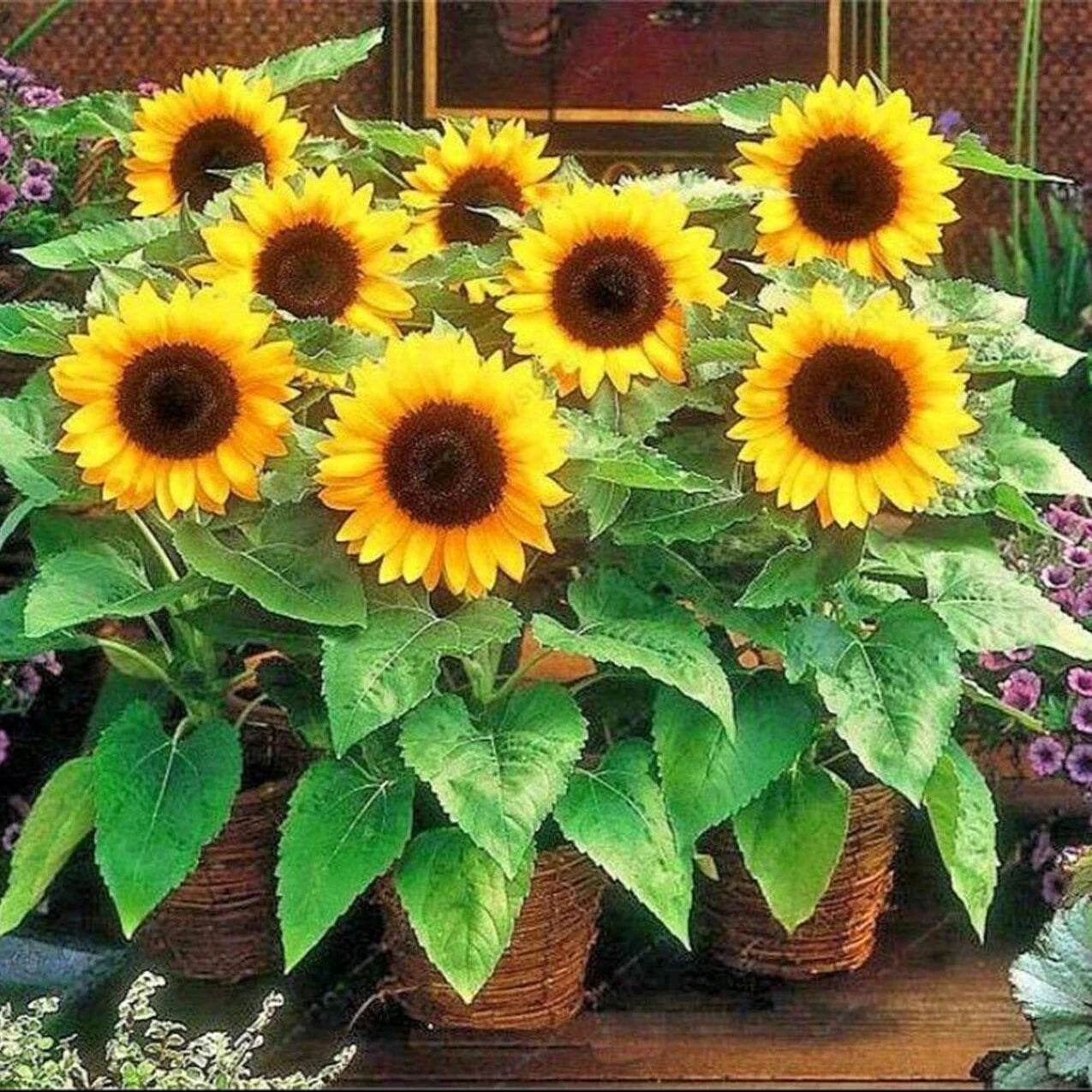 Sunspot Dwarf Sunflower Seed Seed CUTE STUBBY & FUN Helianthus annuus heirloom non-gmo seeds