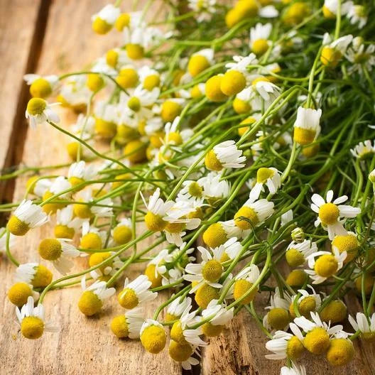 Chamomile GERMAN Herb Groundcover Medicinal Tea Fragrant Seeds heirloom non-GMO seeds