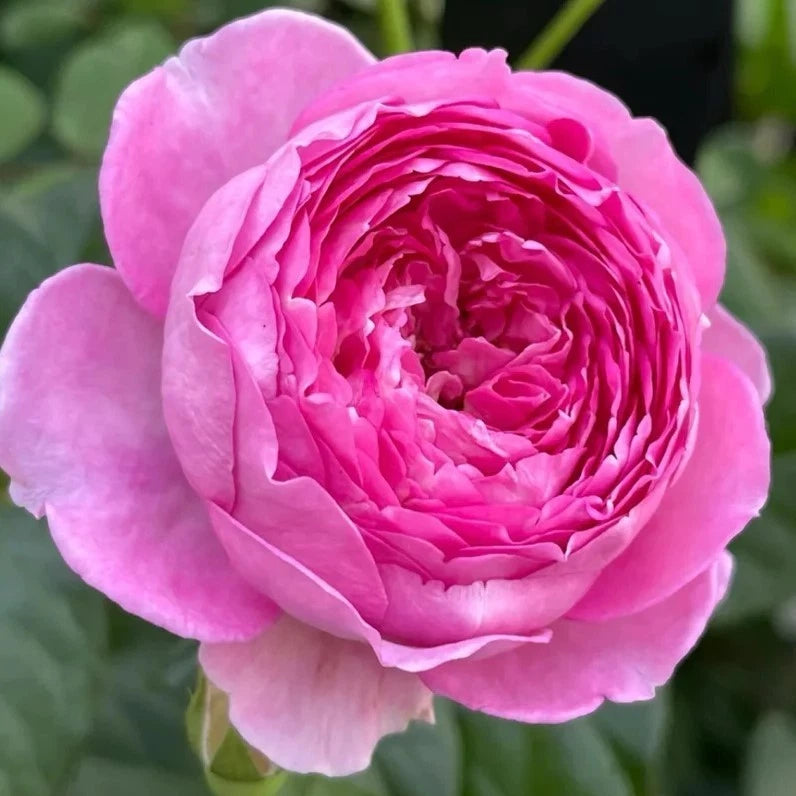Aunt Margy s Rose Seeds - Seeds - Rose Flower Gardening heirloom non-GMO seeds