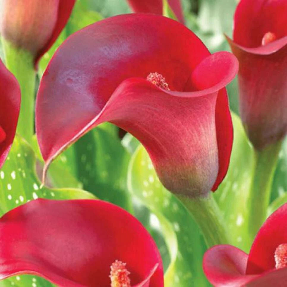 Red Calla Lily Flowers Zantedeschia Aethiopica Plant Bonsai Seed FS07 heirloom non-gmo seeds