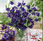 Sweet Pea ROYAL NAVY BLUE Fragrant Climbing Vine Flowers Seeds heirloom non-GMO seeds