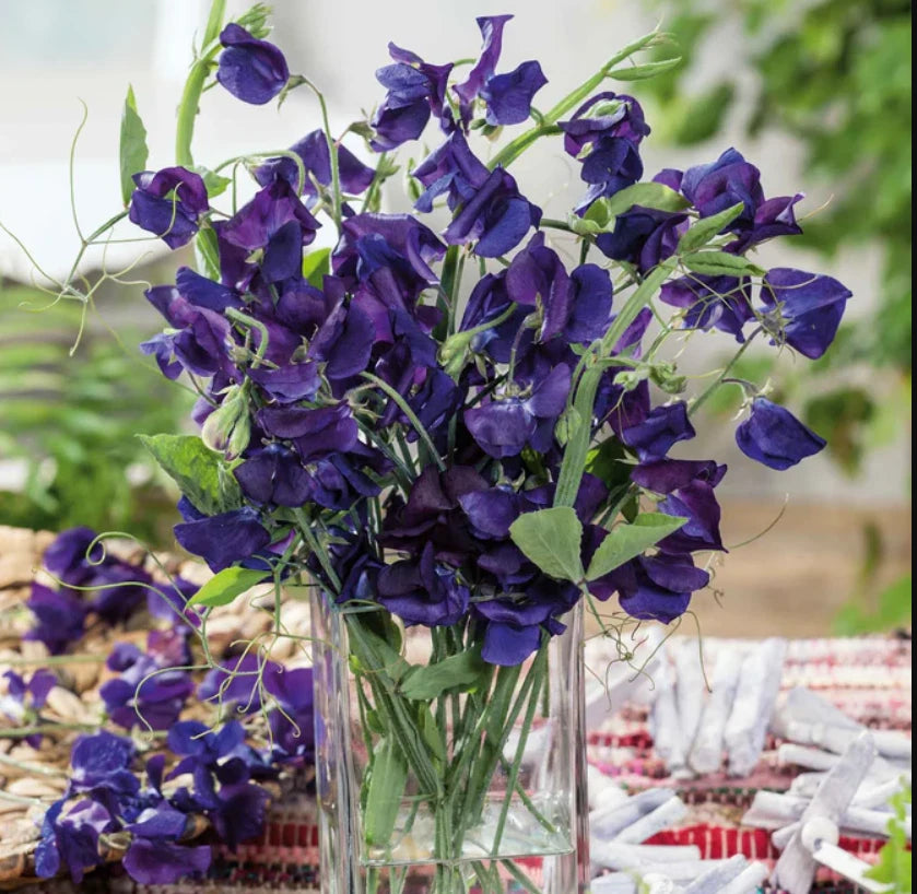 Sweet Pea ROYAL NAVY BLUE Fragrant Climbing Vine Flowers Seeds heirloom non-GMO seeds