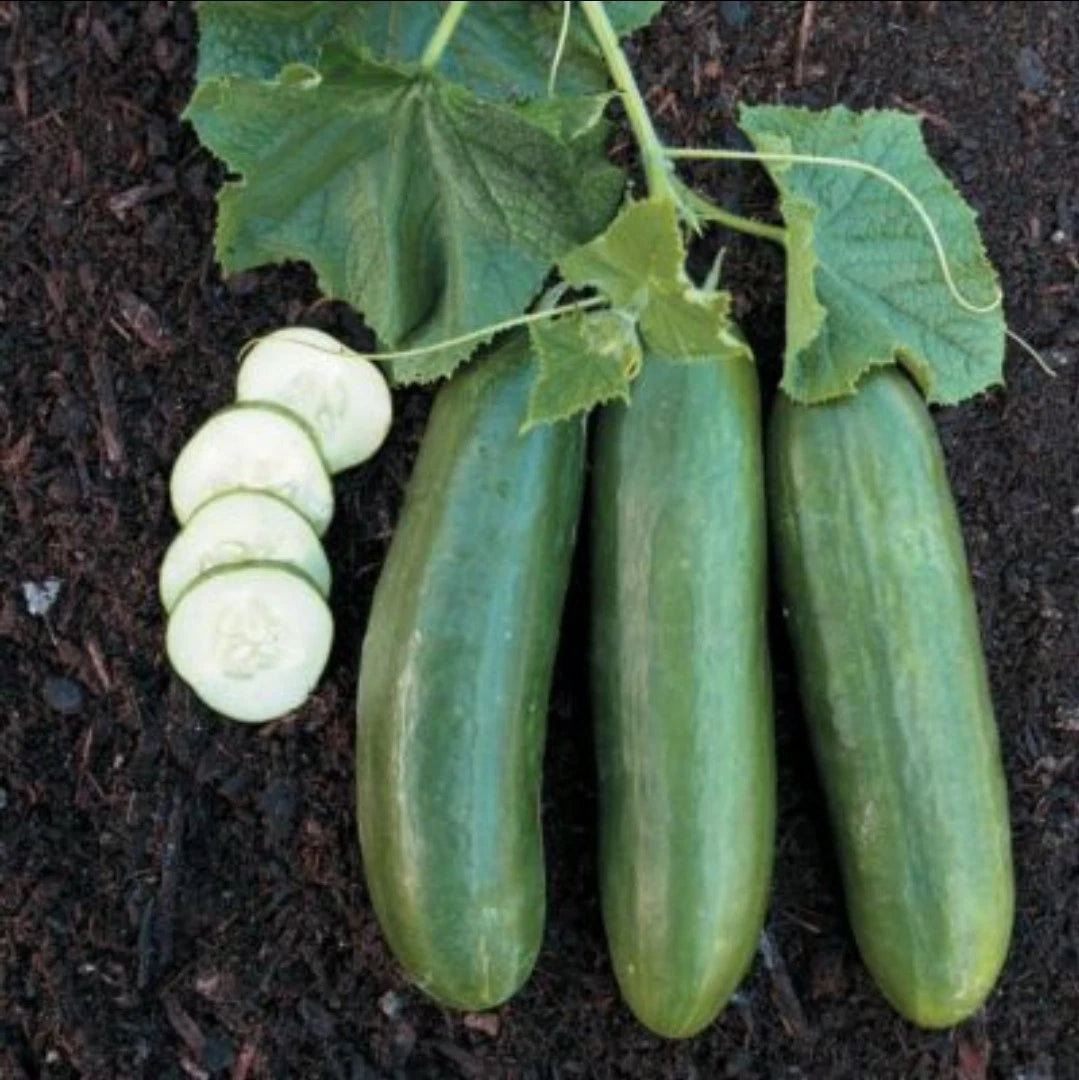 Spacemaster Cucumber Seeds Easy DELICIOUS – Heirloom, Non-GMO