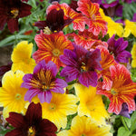 EZ ANNUAL FLOWER SEED MIX Salpiglosis grandiflora Bulk Paisley Flowers heirloom non-gmo seeds
