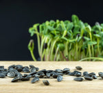 Black Oil Sunflower MICROGREEN Seeds Helianthus annuus heirloom non-GMO seeds