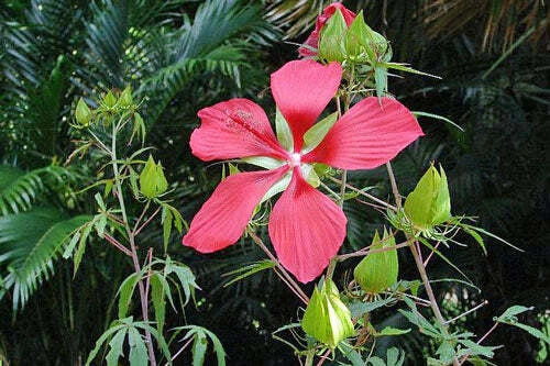 Hibiscus coccineus Red Texas Star Seeds heirloom non-gmo seeds