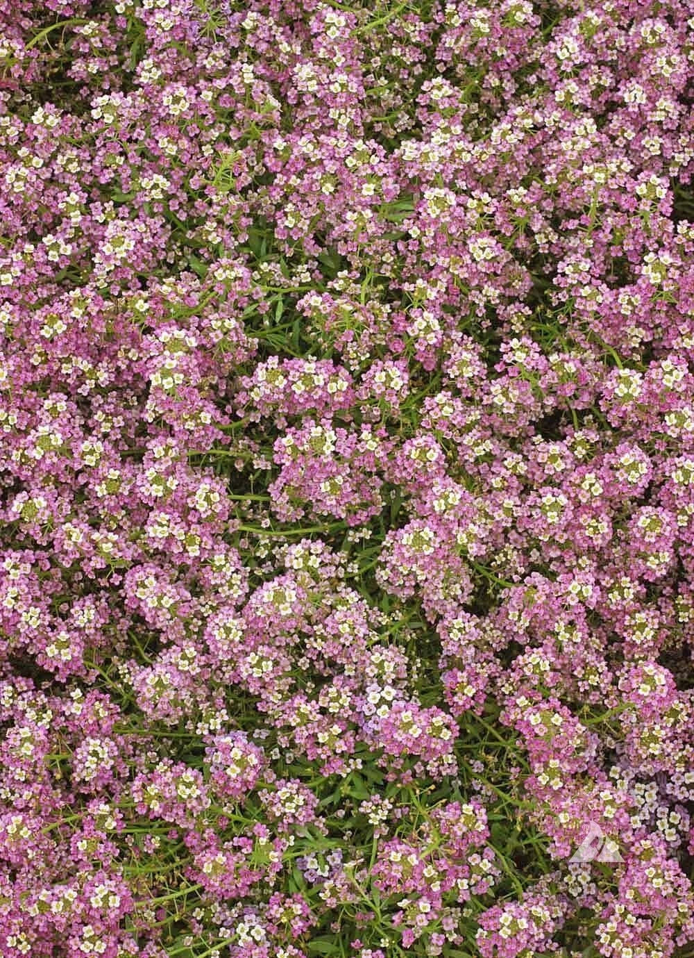Alyssum Sweet DWARF PINK Groundcover Fragrant Butterflies Seeds heirloom non-GMO seeds