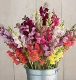 Snapdragon Potomac Custom Mix seeds heirloom non-gmo seeds