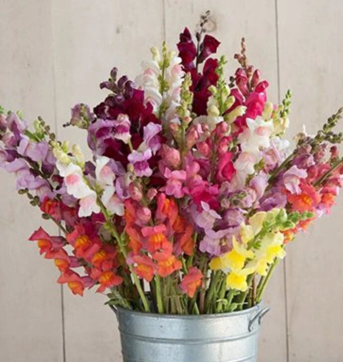 Snapdragon Potomac Custom Mix seeds heirloom non-gmo seeds