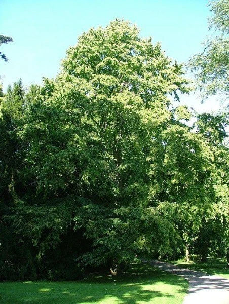Corylus colurna Turkish Hazel Seeds – Heirloom, Non-GMO, High Germination Organic Garden Seeds