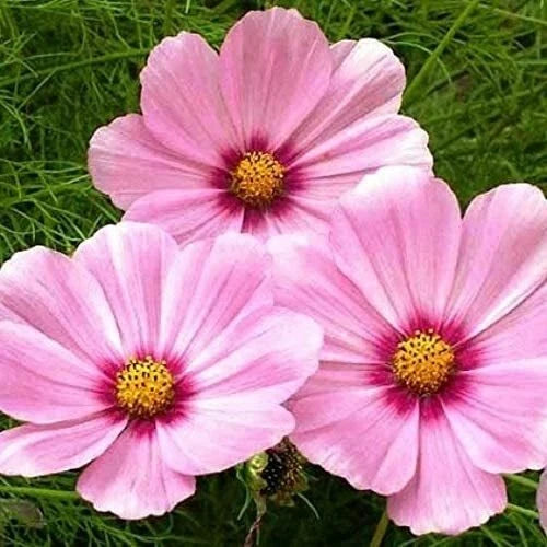 Cosmos GLORIA - Tall Huge Flower Blooms Magenta Center Seeds heirloom non-gmo seeds