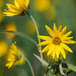 Western Sunflower Seeds Helianthus occidentalis No-Leaf Native Perennial Helianthus annuus heirloom non-gmo seeds