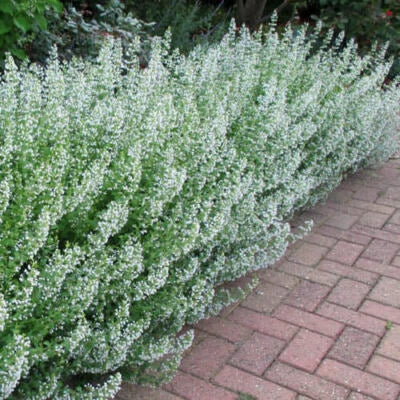 Common White Catmint Seeds for Planting Non-GMO Flower Seeds for Planting – Heirloom, Perennial, Pollinator-Friendly seeds for planting in home garden – heirloom, non-GMO variety