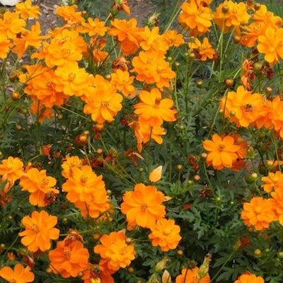 Cosmos Dwarf Orange Sulphur Seeds for Planting Ct Flower Garden ANNUAL USA FREE S&H – Heirloom, Non-GMO seeds for planting in home garden – heirloom, non-GMO variety