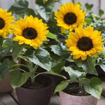Dwarf Sunspot Sunflower Seeds for Planting, Compact, Helianthus annuus, NON-GMO, FREE SHIP â€“ Heirloom seeds for planting in home garden â€“ heirloom, non-GMO variety