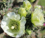 Cholla, Imbricata Cold Hardy Shrub Cactus Rare White Flower's – Heirloom, Non-GMO seeds for planting in home garden – heirloom, non-GMO variety