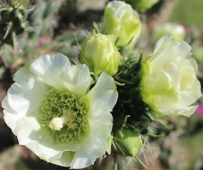 Cholla, Imbricata Cold Hardy Shrub Cactus Rare White Flower's – Heirloom, Non-GMO seeds for planting in home garden – heirloom, non-GMO variety