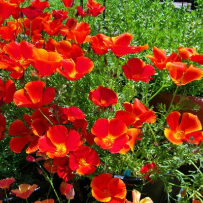 Red Chief California Poppy Seeds for Planting Heirloom, Non-GMO seeds for planting in home garden – heirloom, non-GMO variety