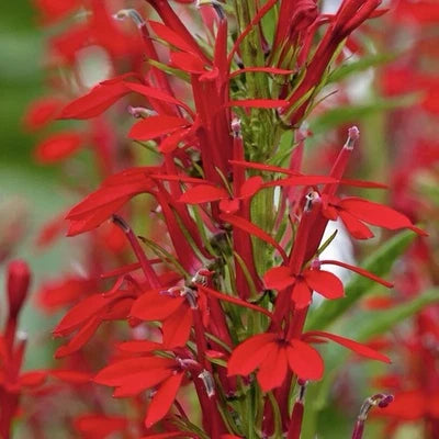 CARDINAL FLOWER SEEDS (Lobelia cardinalis) Hummingbird Plant Perennial USA – Heirloom, Non-GMO seeds for planting in home garden – heirloom, non-GMO variety