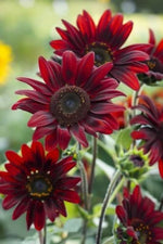 Chocolate Cherry Sunflower, , Beautiful Ornamental Sunflower Heirloom, Non-GMO seeds for planting in home garden – heirloom, non-GMO variety