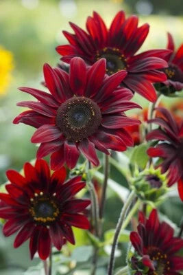 Chocolate Cherry Sunflower, , Beautiful Ornamental Sunflower Heirloom, Non-GMO seeds for planting in home garden – heirloom, non-GMO variety