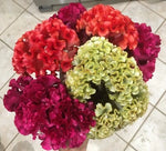 Celosia Cristata Mix seeds Cockscomb seeds organic Free SH – Heirloom, Non-GMO seeds for planting in home garden – heirloom, non-GMO variety