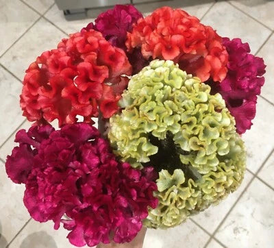 Celosia Cristata Mix seeds Cockscomb seeds organic Free SH – Heirloom, Non-GMO seeds for planting in home garden – heirloom, non-GMO variety