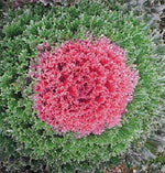 Flowering Cabbage Seeds for Planting Kamome Red Flowering Kale Seeds for Planting – Heirloom, Non-GMO seeds for planting in home garden – heirloom, non-GMO variety
