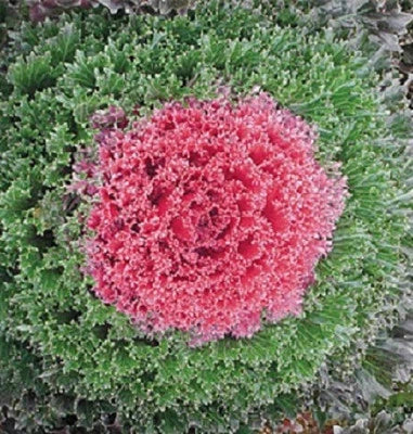 Flowering Cabbage Seeds for Planting Kamome Red Flowering Kale Seeds for Planting – Heirloom, Non-GMO seeds for planting in home garden – heirloom, non-GMO variety