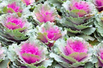 RED RUSSIAN KALE SEEDS SALE NON GMO HEIRLOOM, Non-GMO seeds for planting in home garden – heirloom, non-GMO variety