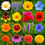 POLLINATOR WILDFLOWER SEEDS SPRING MIX BEE HUMMINGBIRD – Heirloom, Non-GMO seeds for planting in home garden – heirloom, non-GMO variety